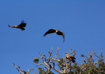 Zona de Protección de Aves